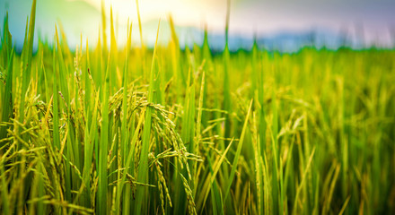 Rice field