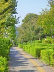 緑と青空に囲まれた歩道