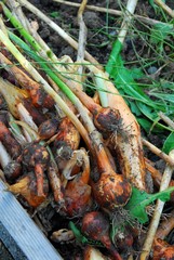 Récolte et séchage des oignons au jardin potager