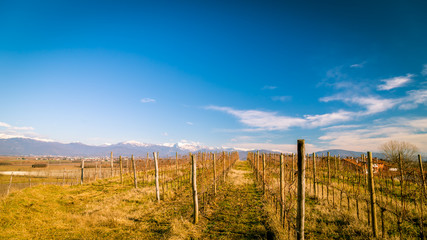 Fototapeta premium Vineyard in late winter