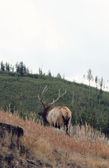 deer in the mountain