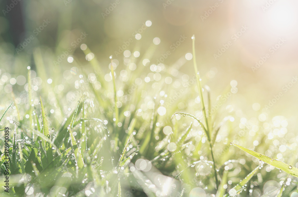 Wall mural fresh spring green grass with bokeh dew drop and sunlight background