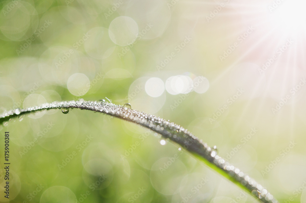 Canvas Prints close up dew drop on green grass with sunlight background
