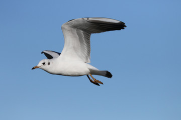 Möwe im Anflug
