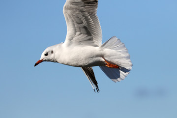 Möwe im Anflug