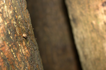 texture trunks of trees