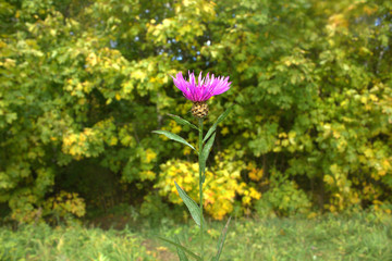 Fototapeta na wymiar flower against the background of autumn trees