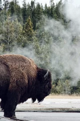 Raamstickers bison portrait in nature © OZKAN