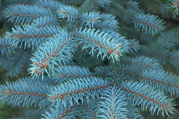 Naklejka na ściany i meble branches of a blue spruce