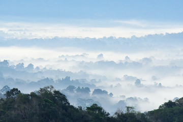 Morning fog in dense tropical rainforest at Khao Yai national park, Misty forest landscape