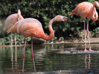 フラミンゴ