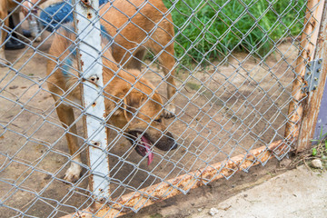 Thai dog in the cage