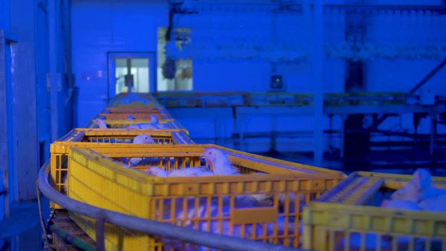A slow moving conveyor with alive broilers, chickens. 4K.