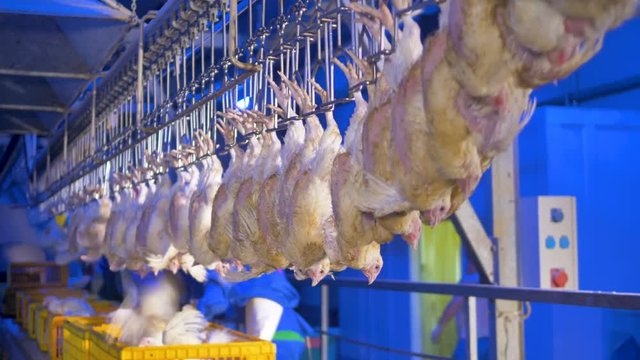 Alive chicken hanged on vertical hooks. Automated poultry conveyor.