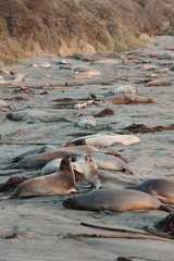 seals lie on the beach
