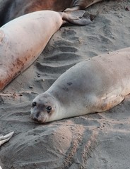 funny seal look