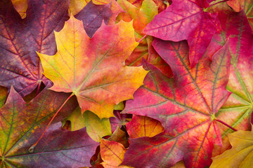 Amazing multicolor background of natural autumn foliage. Colorful background of multicolor leaves...