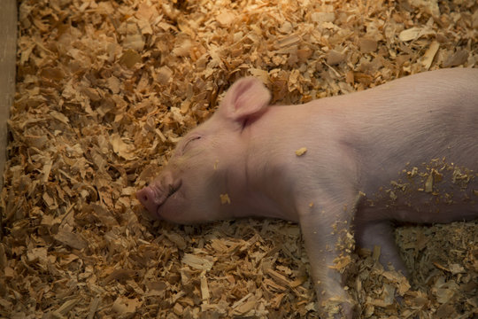 Isolated Close View of Adorable Single Baby Piglet Sleeping on Side in Sawdust Pen