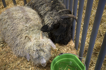Isolated View of 2 Curly Rams/Sheep Laying in Sawdust Stall, Metals Stall Bars and Water Bucket in View