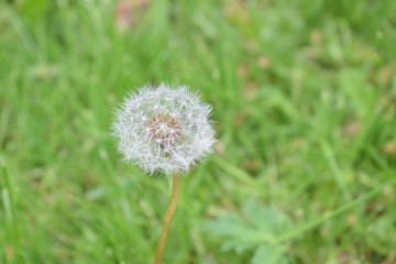 dandelion