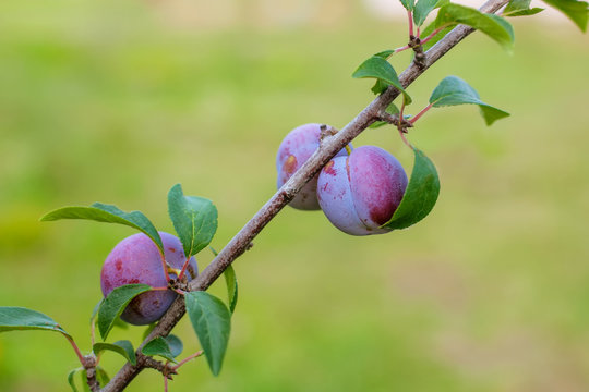 Blue plum fruits growing on a tree.