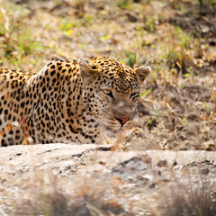  in south africa kruger natural park wild leopard