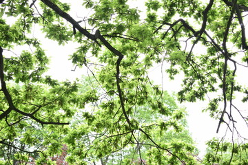 tree