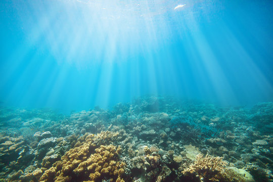 Fototapeta Underwater coral reef on the red sea