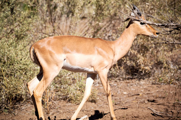  wild impala in the winter bush