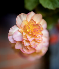 Bright flowers of tuberous begonias (Begonia tuberhybrida) close up in an English in garden