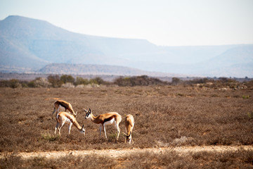  wild impala in the winter bush
