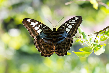 Naklejka premium Butterfly close up