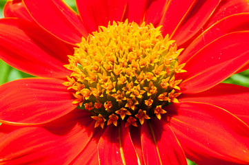 Red sunflower or Mexican sunflower.