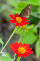 Red sunflower or Mexican sunflower.