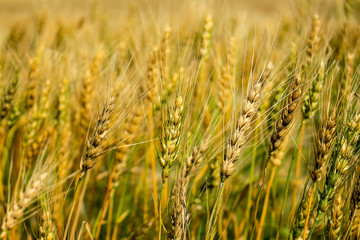 Close up of stacks of wheat in a field