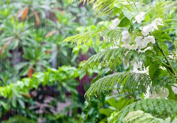 Tropical forest after the rain