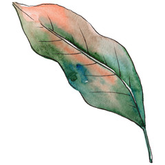 Tropical Hawaii leaves in a watercolor style isolated. Aquarelle wild flower for background, texture, wrapper pattern, frame or border.
