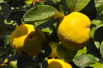 Quince on branch. Organic natural quince apples on the tree at fall.