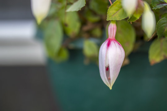 Unopened fuchsia petals ready to bloom in a hanging basket in an English potting shed