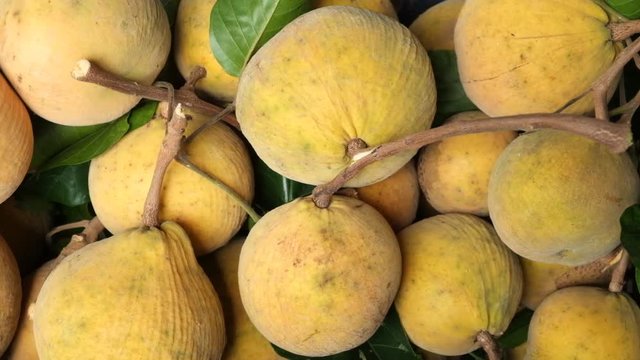 Santol from the garden.Shoot by the dolly sliding.