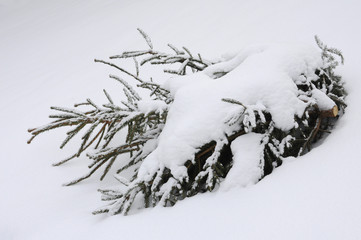 eingeschneiter Weihnachtsbaum liegt im Schnee