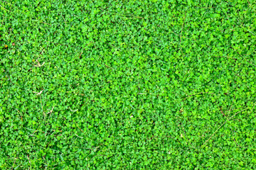 Fototapeta premium background green plants