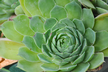 Obraz premium Sempervivum tectorum,Common Houseleek, - perennial plant growing in flower pot. Sempervivum in nature, great healthy plant for herbal medicine