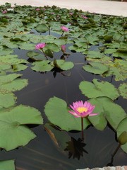nature in thailand
