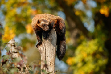 Majestic wolverine hang on a tree in front of the colourful background, great autumn colors, beautiful animal in the nature habitat, Gulo gulo.