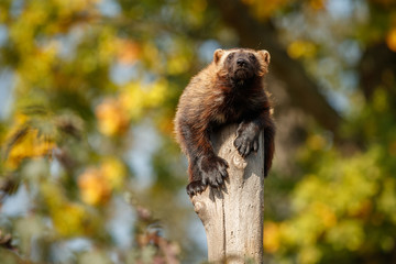 Majestic wolverine hang on a tree in front of the colourful background, great autumn colors, beautiful animal in the nature habitat, Gulo gulo.