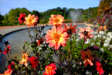 Dans le jardin des fleurs