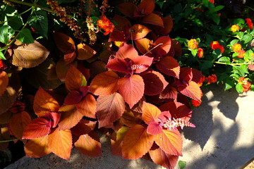 Le jardin d'automne, Lyon, France