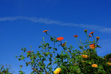 Ciel bleu et les fleurs, Lyon, France