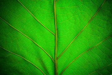 Green leaf pattern closeup background. leaves for background.